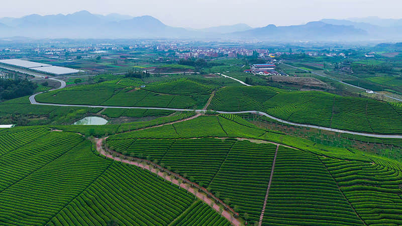 碾茶生產線視頻